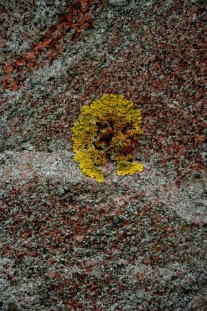 Feliksas Kerpauskas. Photo from the series "Blossoming Stones". The photograph is printed on canvas, wrapped on a frame and ready to hang. 300 €